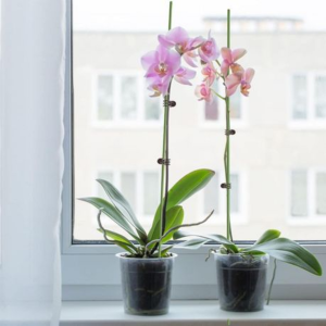 30 Plastic Coated Orchid Stakes 70cm and 50 Clips - Image 3