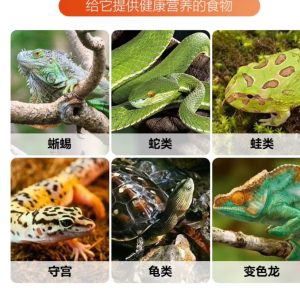 Pet Reptile Worm Breeding Box Container - 21cm - Image 10