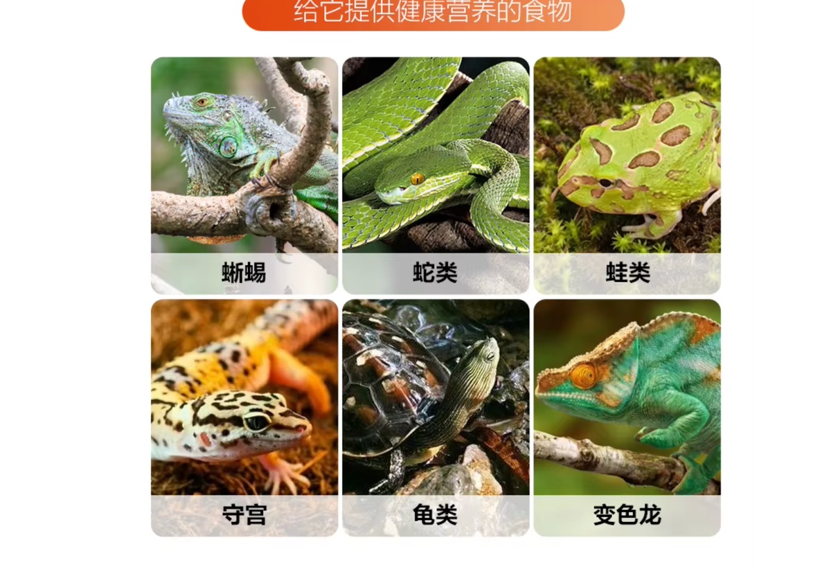 Pet Reptile Worm Breeding Box Container - 21cm - Image 10