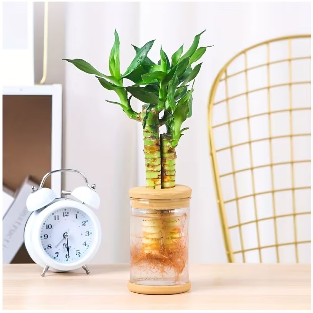 ABS Vase Set - Plastic Hydroponic Planters with Lids - 3 Piece Set